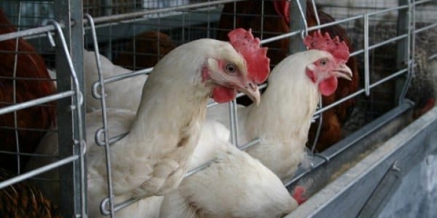 Pileća gnijezda - kako to učiniti sami sa sakupljačem jaja